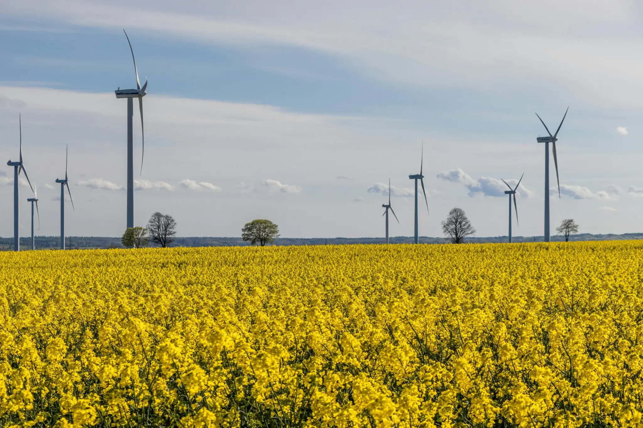 Windräder in einem gelben Rapsfeld – Windkraft Standorte in landwirtschaftlicher Nutzung